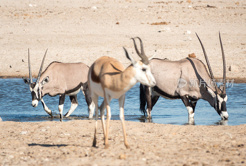 纳米比亚埃托沙国家公园Ozonjuitji M'Bari水潭的Gemsbok。